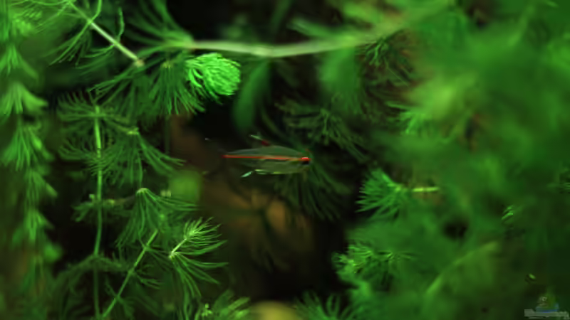 Ceratophyllum demersum im Aquarium (Einrichtungsbeispiele mit Hornblatt)