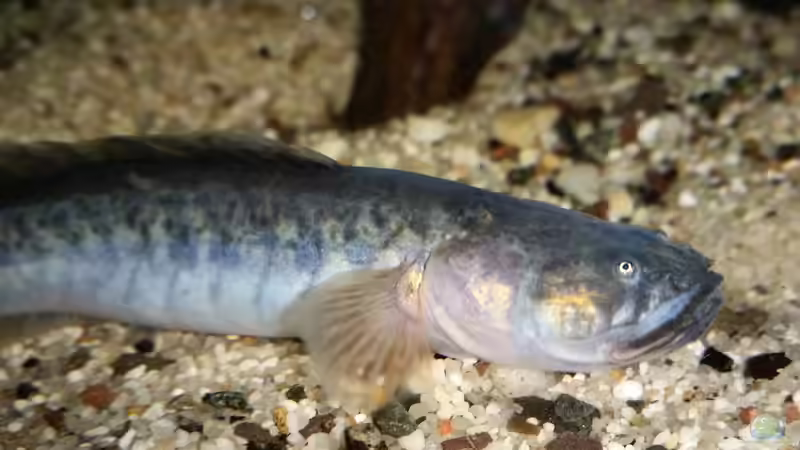 Aquarien mit Gobioides broussonnetii (Lila Aalgrundel)