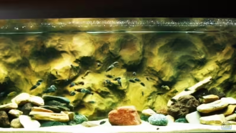 GOLDEN KAZUMBA UND DUBOISI MASWA GOLDEN KAZUMBA UND DUBOISI MASWA