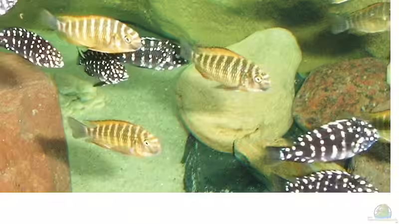 Tropheus moorii "Golden Kazumba" im Aquarium (Einrichtungsbeispiele für Tropheus moorii "Golden Kazumba")