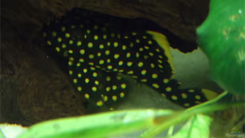 Aquarien mit Baryancistrus xanthellus (L 18 bzw. L 85)