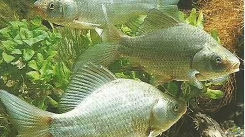 Goldfische - ...auf ein offenes Wort