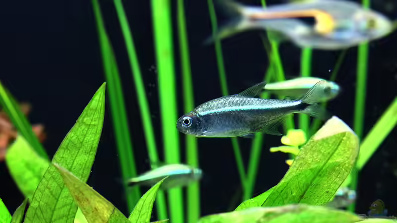 Aquarien mit Hemigrammus rodwayi (Goldtetra)