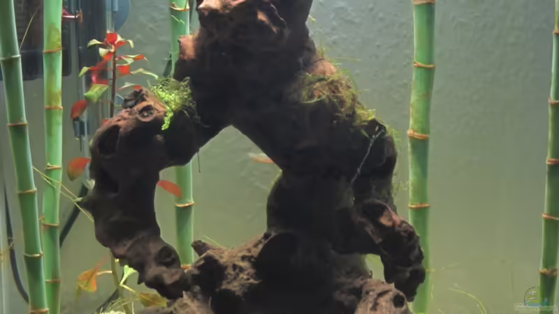 Golem im Bambuswald Golem im Bambuswald