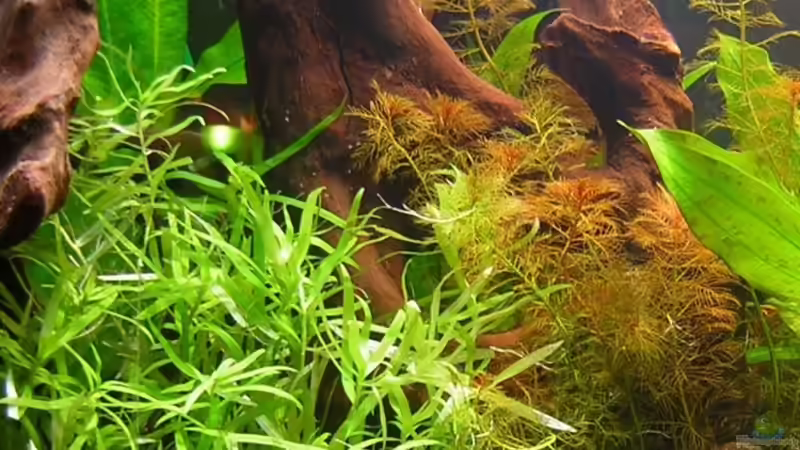 Heteranthera zosterifolia im Aquarium (Einrichtungsbeispiele mit Seegrasblättrige Heteranthera)