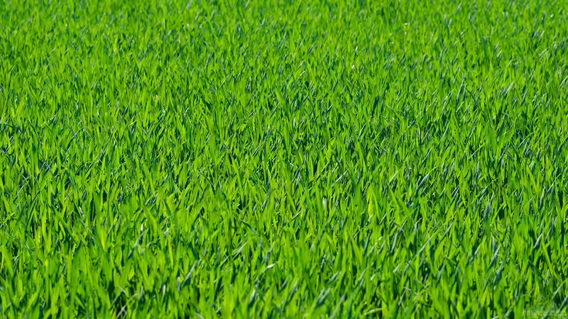 Grasnarbe pflegen und reparieren - Der komplette Leitfaden für dichten Rasen