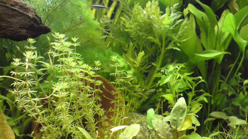 Gro??ansicht Gro??ansicht