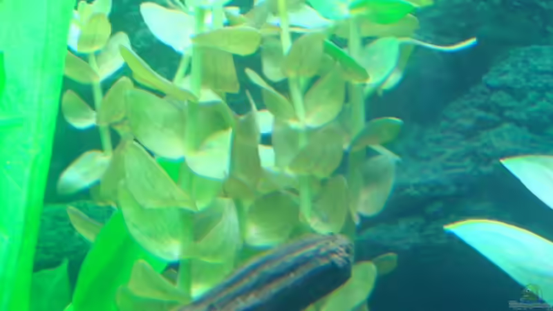 Bacopa caroliniana im Aquarium (Einrichtungsbeispiele mit Großes Fettblatt)