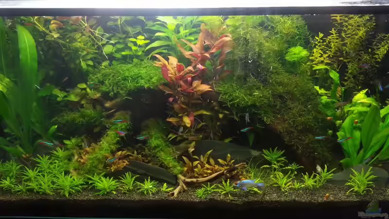 Grün Grün Bunt Grün Grün Bunt