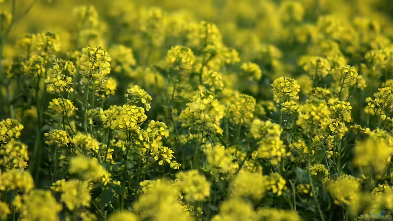Gründüngung im Frühling: Die Vorteile für deinen Garten