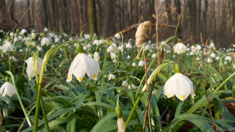 Grüne Oasen im Schatten: Die besten Pflanzen für den Wurzelbereich unter Bäumen