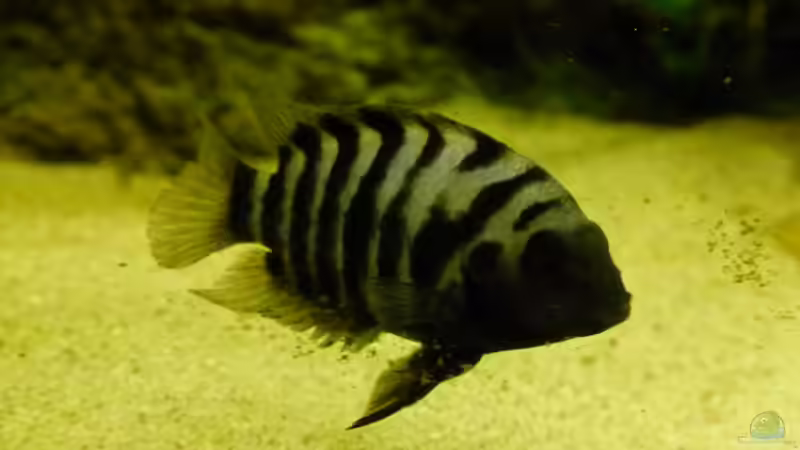 Einrichtungsbeispiele für Aquarien mit Zebrabuntbarschen (Cryptoheros nigrofasciatus)