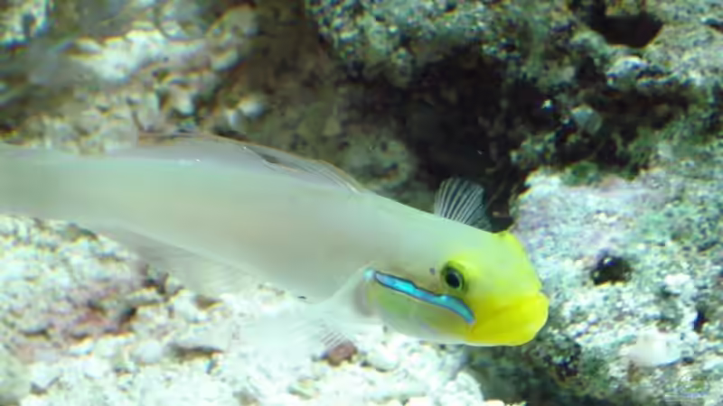 Grundeln im Aquarium halten (Einrichtungsbeispiele für Grundeln)