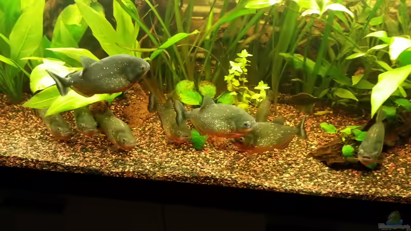 Gruppenfoto...... Gruppenfoto......