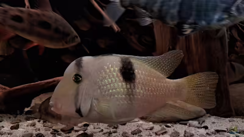 Guianacara geayi im Aquarium halten (Einrichtungsbeispiele für Geayi-Sattelfleckenbuntbarsch)