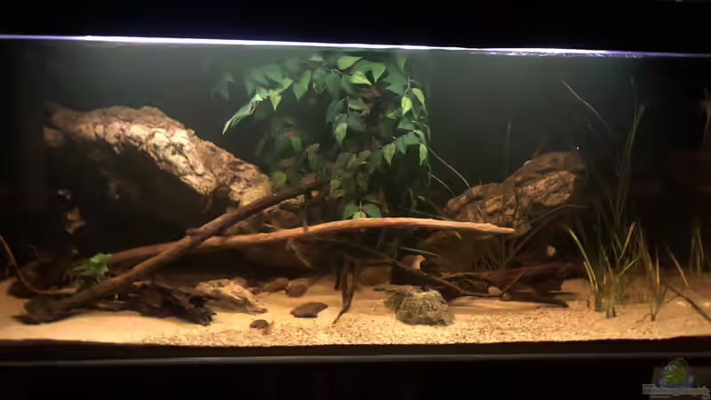 Aquarium Grundlagenwissen