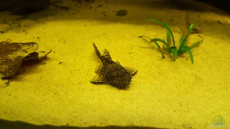 Aquarium Grundlagenwissen