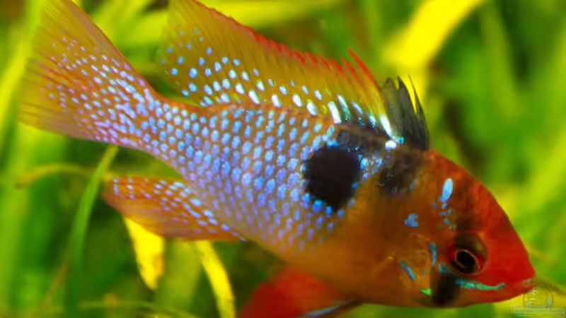 Aquarium Grundlagenwissen