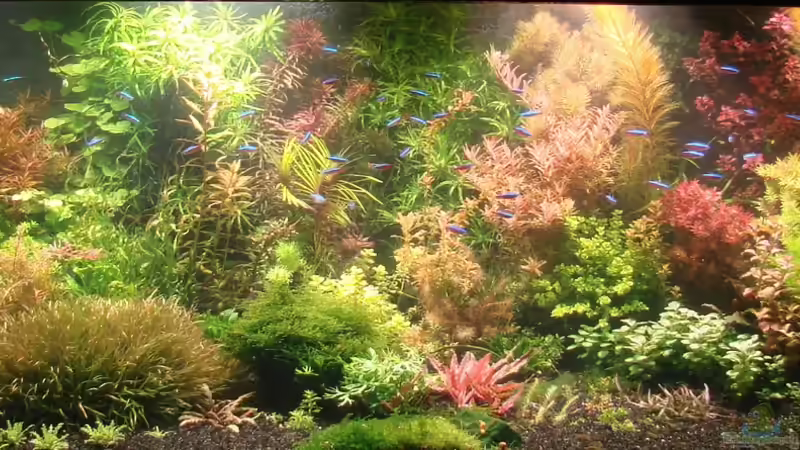 Aquarium Grundlagenwissen