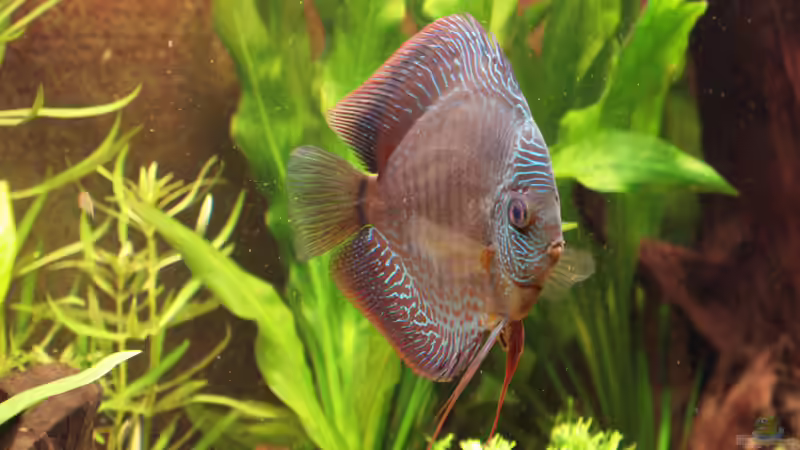 Aquarium Grundlagenwissen