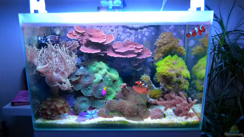 Aquarium Grundlagenwissen