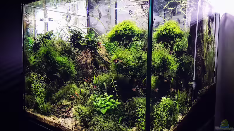 Aquarium Grundlagenwissen