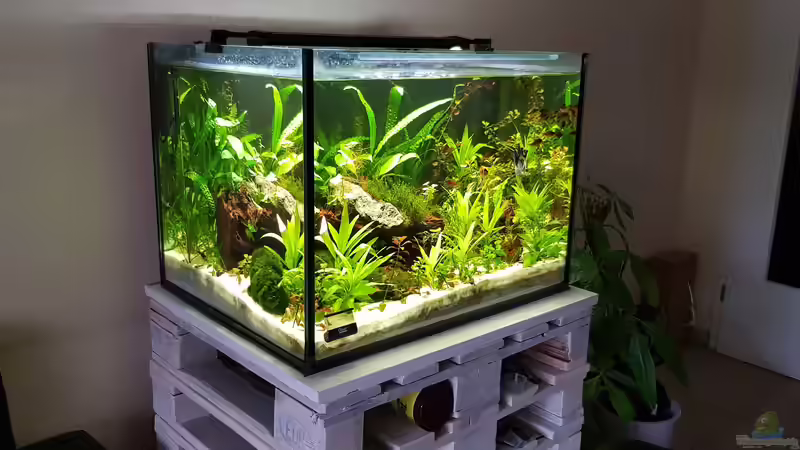 Aquarium Grundlagenwissen