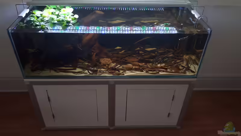 Aquarium einrichten