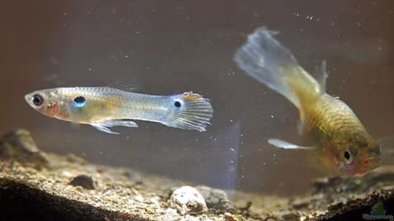 Guppy Krankheiten: Symptome, Ursachen und Behandlung