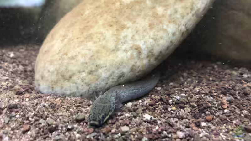 Gute Aquaristik, schlechte Aquaristik? Warum die Ethik längst zur Aquaristik dazugehört