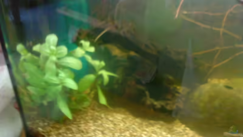 Gymnocoronis spilanthoides im Aquarium pflegen (Einrichtungsbeispiele für Falscher Wasserfreund)