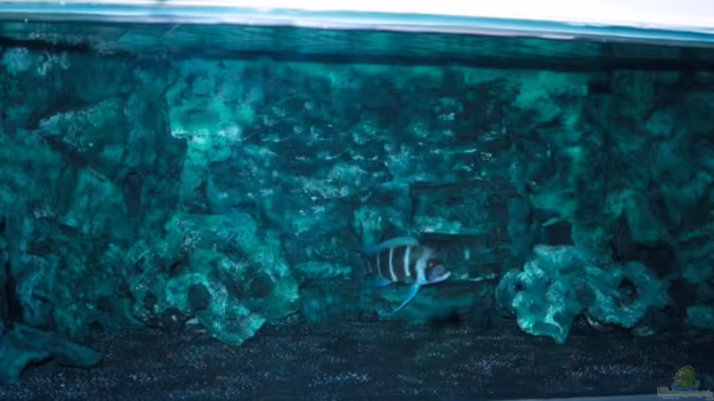 Habitatnachbau Habitatnachbau