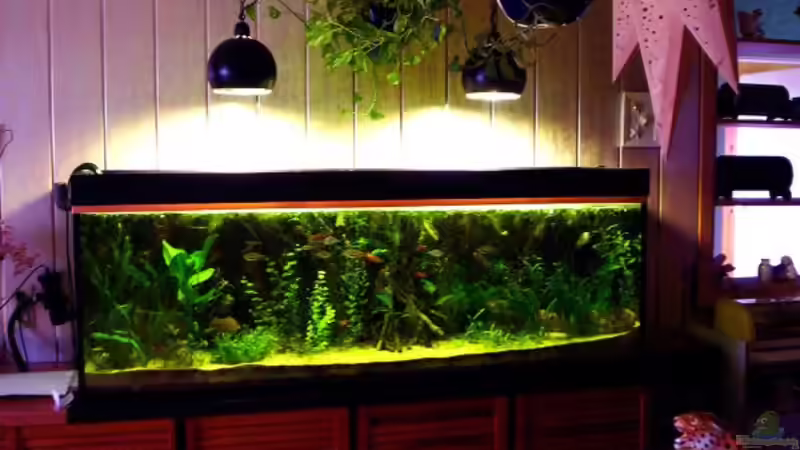 Hängelampen fürs Aquarium - Der große Ratgeber für Beleuchtung von oben