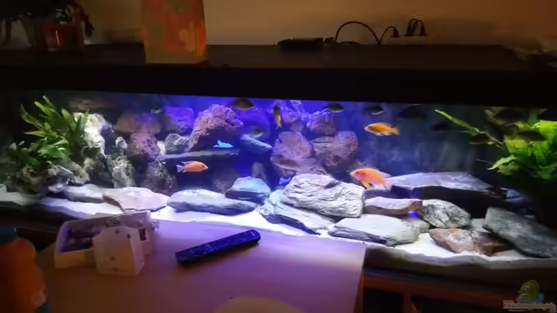 Hallo Leute das ist mein 200x50x50 MalawiBecken, Momentan besetzt mit Aulanocara.Ich hoffe es gefällt euch würde mich sehr über Kommentare freuen. Hallo Leute das ist mein 200x50x50 MalawiBecken, Momentan besetzt mit Aulanocara.Ich hoffe es gefällt euch würde mich sehr über Kommentare freuen.