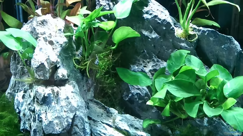 Hauptansicht Anubias trifft Stein Hauptansicht Anubias trifft Stein