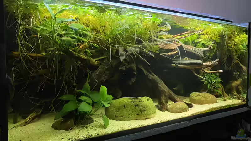 Hauptansicht Buschfisch Bude Hauptansicht Buschfisch Bude