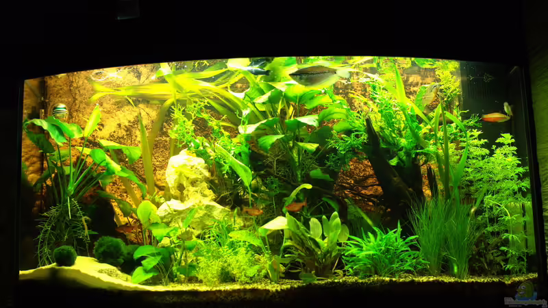 Hauptansicht Gesellschaftsbecken Juwel Vision 180 Hauptansicht Gesellschaftsbecken Juwel Vision 180