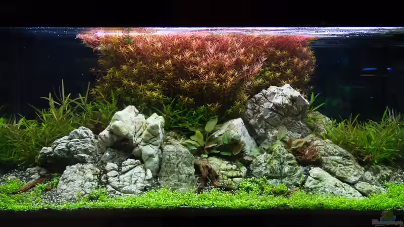 Hauptansicht Kölle Zoo Becken - 02.11.2013 Hauptansicht Kölle Zoo Becken - 02.11.2013