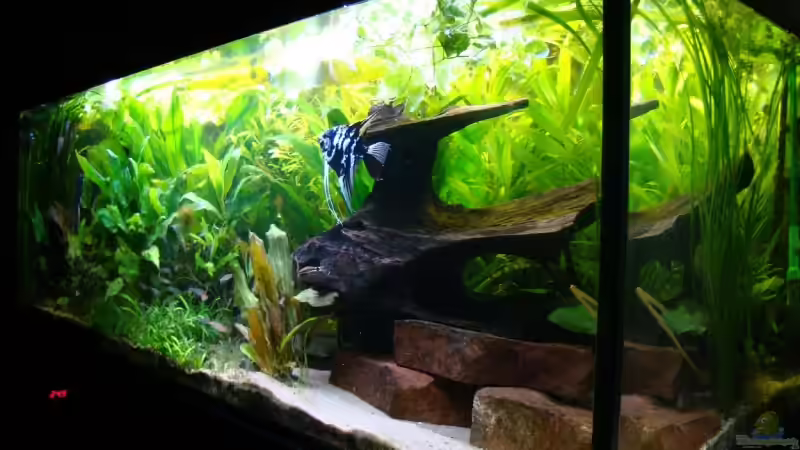 Hauptansicht vom 29.06.2009 Hauptansicht vom 29.06.2009