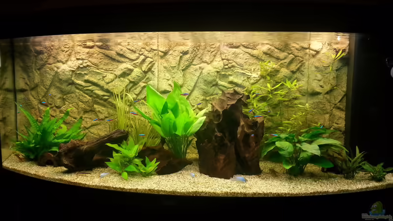 Hauptansicht von meinem 1 Aquarium Hauptansicht von meinem 1 Aquarium