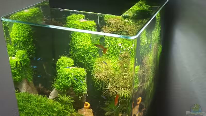 Hauptansicht von Nano Cube meets Fluval Edge Hauptansicht von Nano Cube meets Fluval Edge