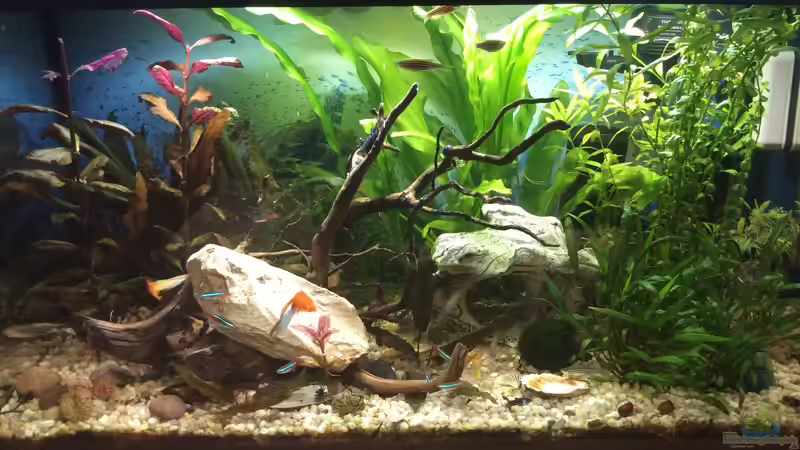 Hauptansicht von Traumaquarium Hauptansicht von Traumaquarium