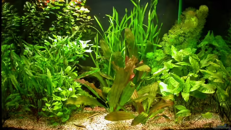 Hauptbild - 13.11.2008 Hauptbild - 13.11.2008