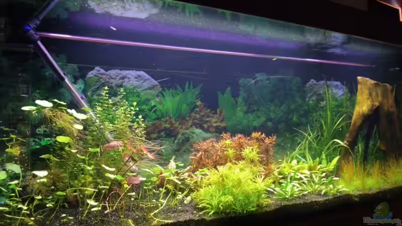 Hauptbild 08.02.2013 Leider noch ziemlich veralgt, aber es wird langsam besser Hauptbild 08.02.2013 Leider noch ziemlich veralgt, aber es wird langsam besser