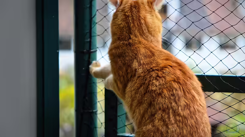 Hauskatzen auf der Terrasse: Sicherheit mit einem Katzennetz