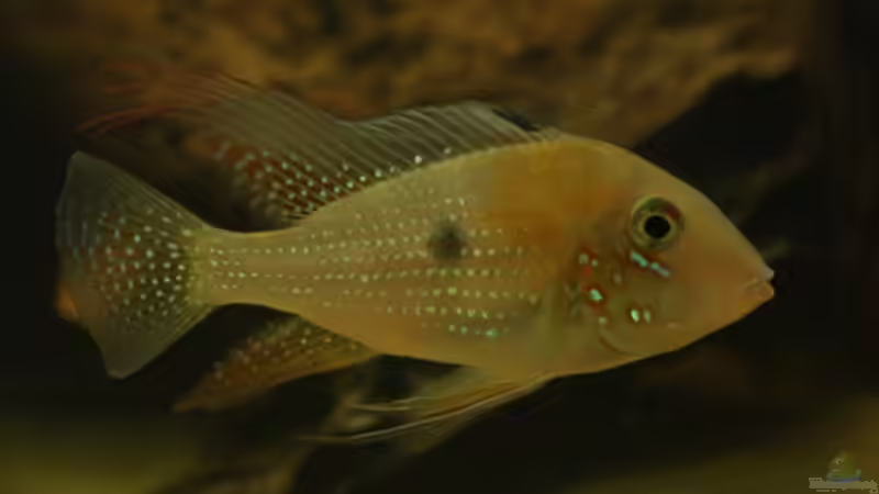 Einrichtungsbeispiele mit Heckels Buntbarsch (Acarichthys heckelii)