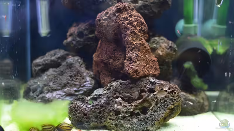 Heimat der Roten Hawaii Garnelen Heimat der Roten Hawaii Garnelen