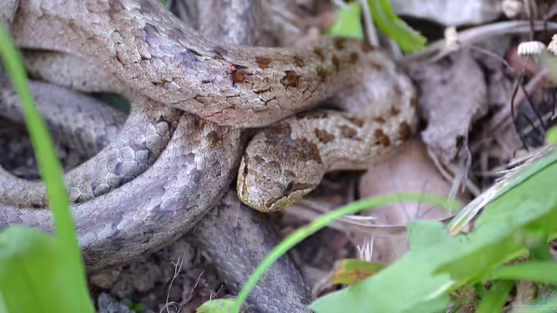 Heimische Schlangen: Terrariumhaltung möglich?
