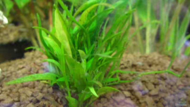Helanthium tenellum im Aquarium (Einrichtungsbeispiele mit Grasartige Zwergschwertpflanze)