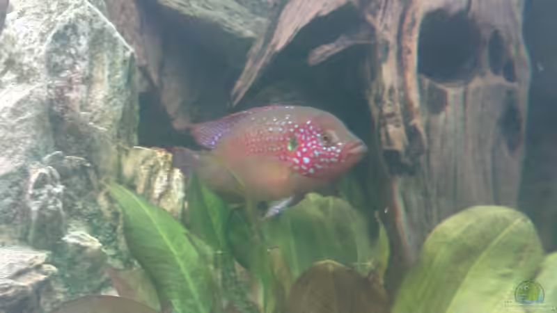 Gesellschaftsaquarien mit Ostafrika-Besatz